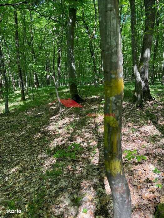 1 ha padure, Coldau