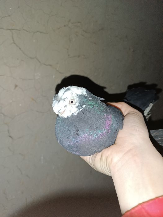 Продаю соч молодой носачубый