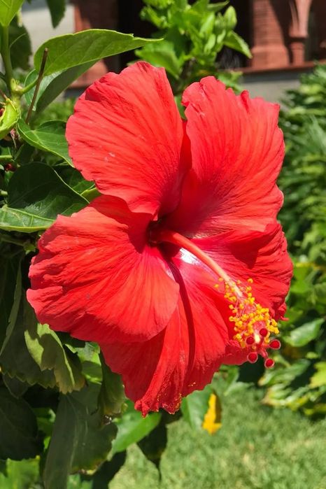 Гибискус алый продажа