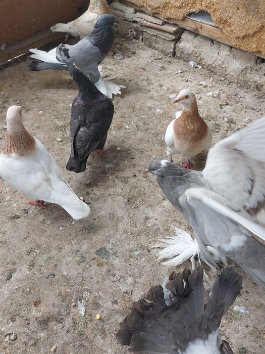 Vind porumbei tineret și maturi