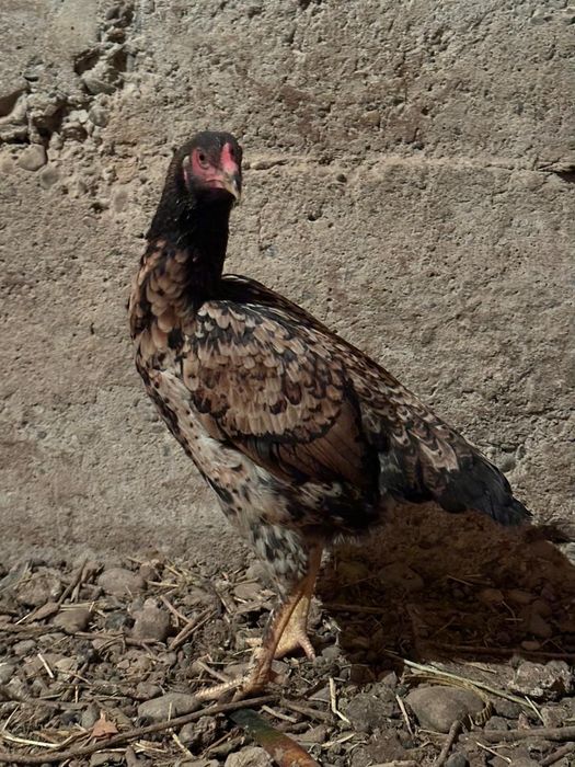 Бойцовый тауыктар сатылады