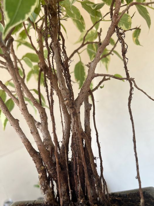 Бонсай фикус Бенджамин