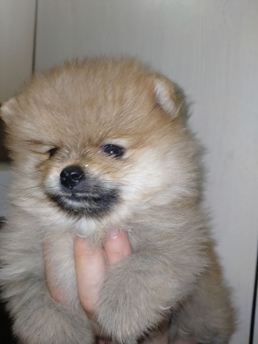 Померанский шпиц