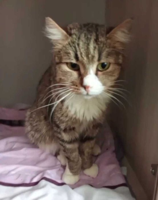 Спокойный котик ищет дом