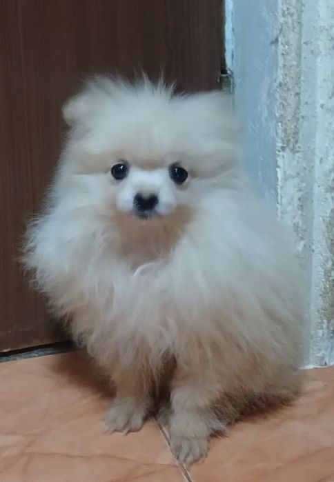 Продам щенков помиранского шпица.