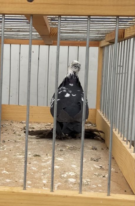 Голуби сочи, жучка и жёлтый