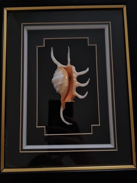 Картины, рамки с ракушкой