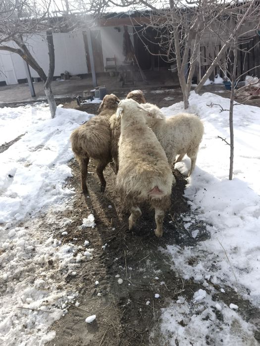 Кой сатылады Айтей