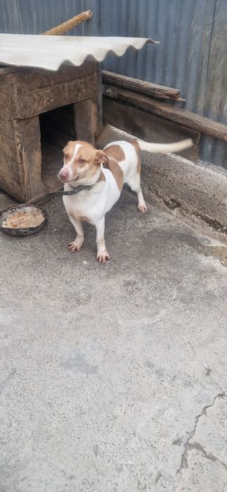 Сабака мелкои пароды