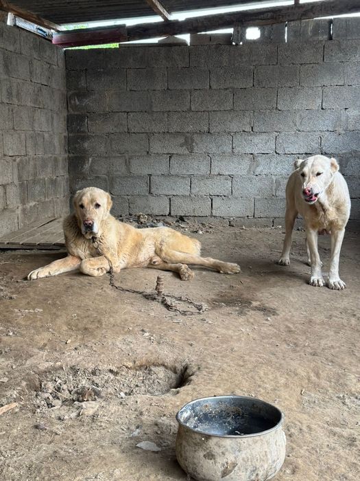 Тобет САО шенки продается