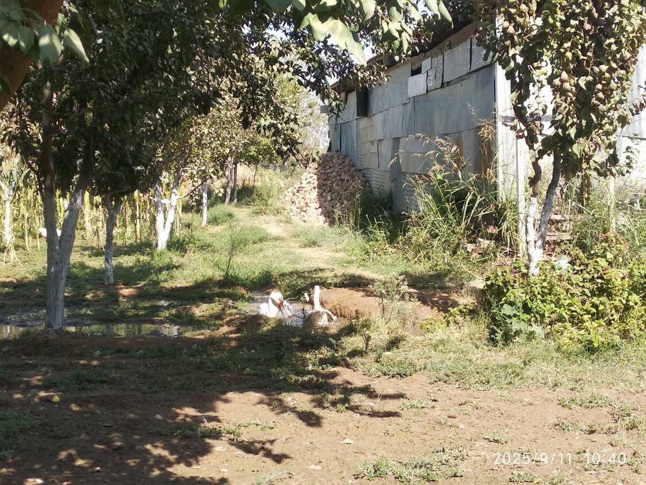 Gozlar sotiladi tezda