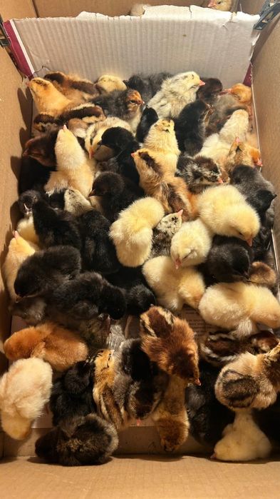 Домашние цеплята