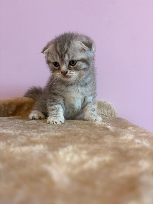 Scottish Fold шотландска клепоуха