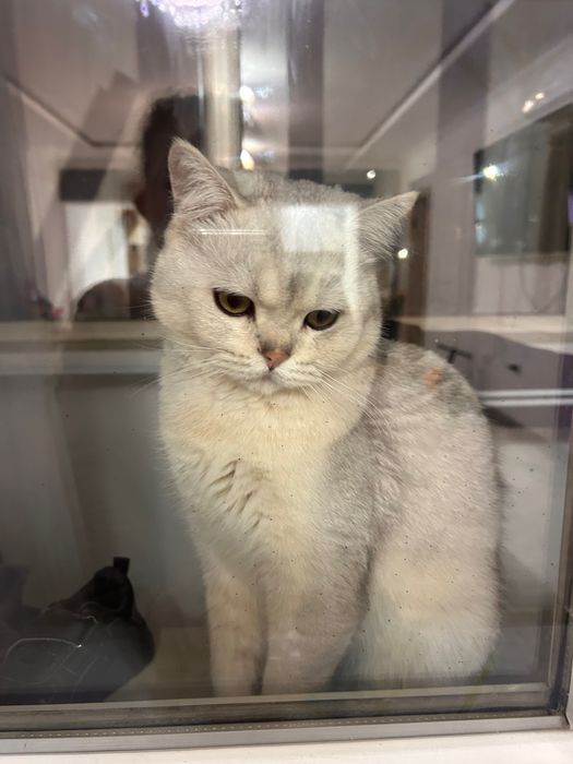 Британец шиншилла