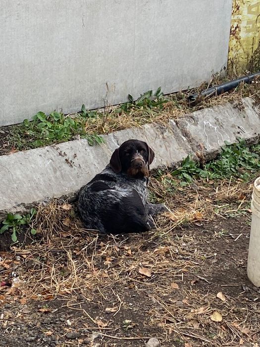 Продам дратхаар 1,5 года