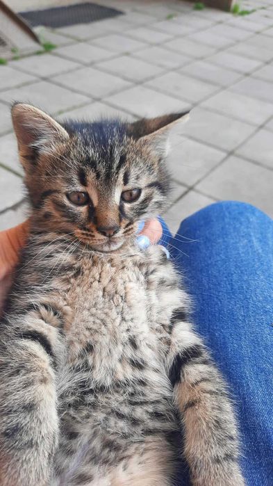 Подарявам женско котенце