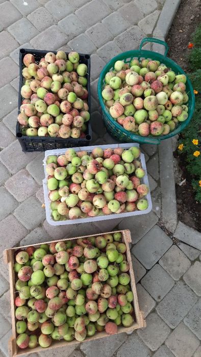 Продам натуральные яблоки