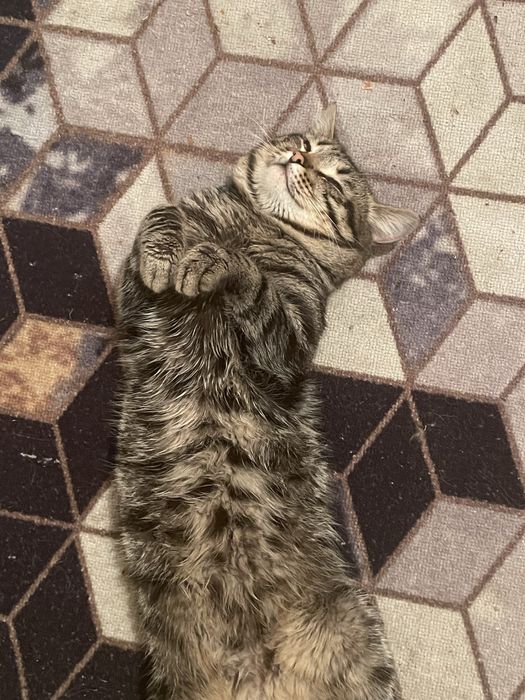 Отдам котика в доьрые руки