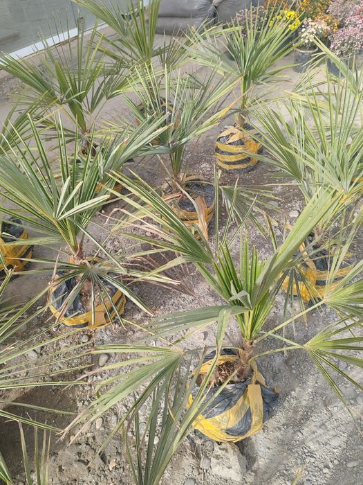 Манзарали дарахтлар, сасна, маживелник, гуллар сотувда.