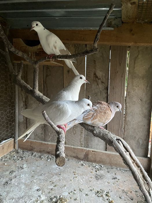 Turturele razatoare.