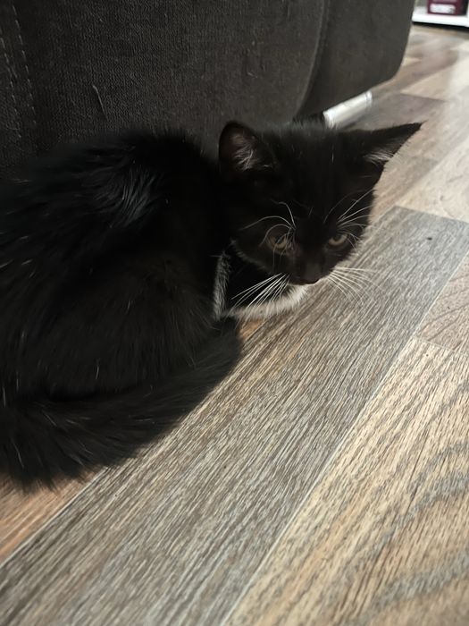 Отдам котят даром