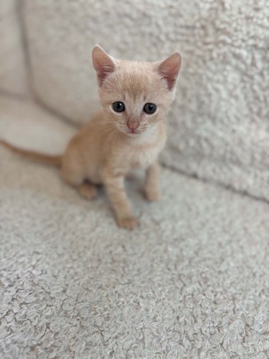 Коте Санди търси дом