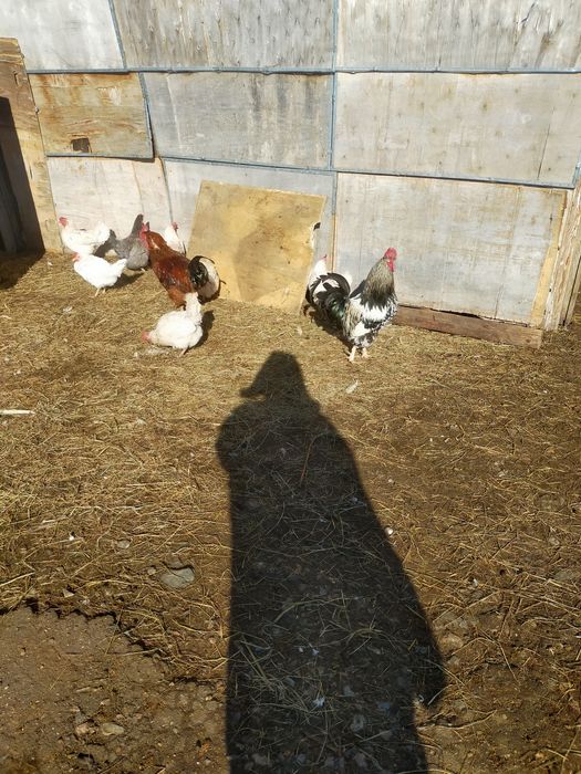 Продам  петухов ...