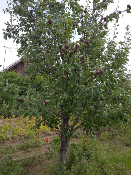 Продается дача срочно