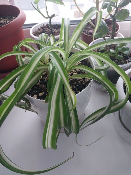 Продам  комнатные цветы