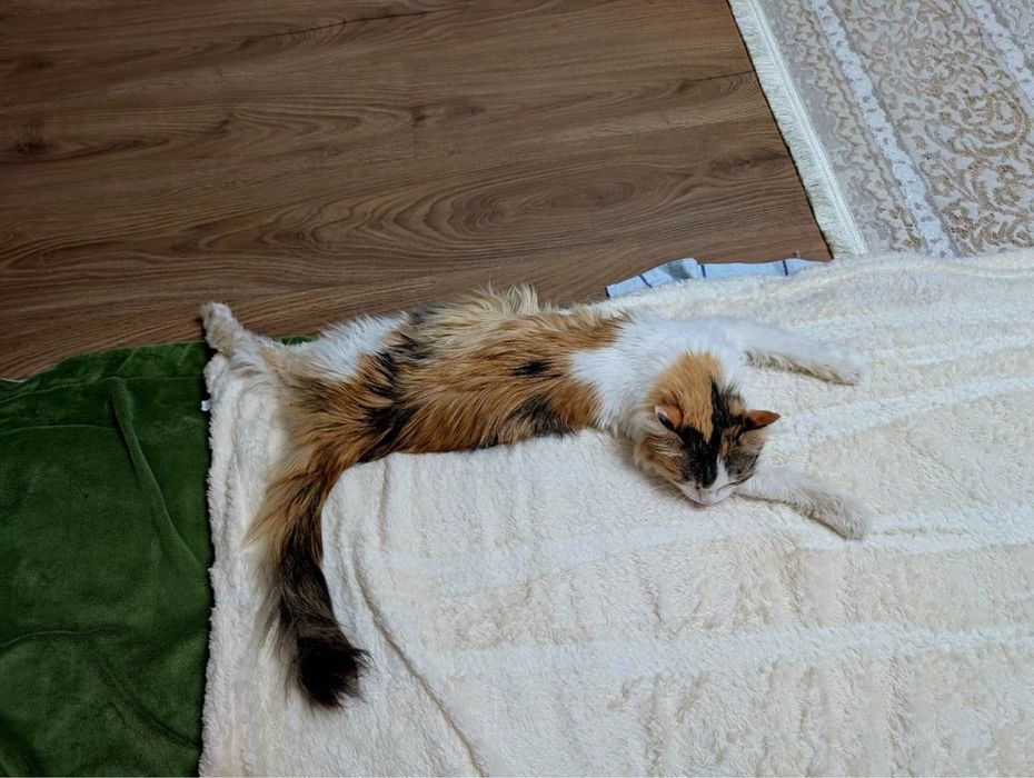 Кошечка ТАСЯ. Стерилизована