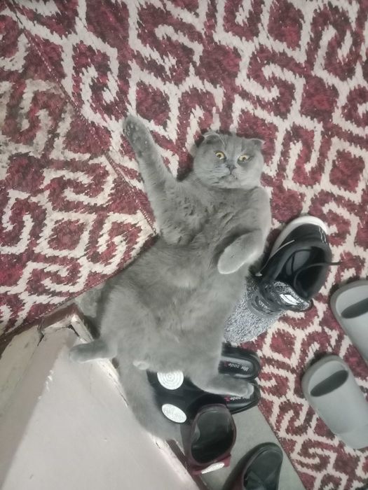 Шотландский скотиш фолд