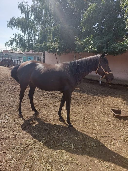 Продам лошадь с жеребенком