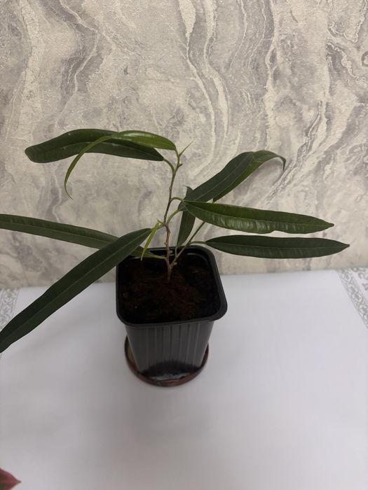 Цветы по 1000 распродажа