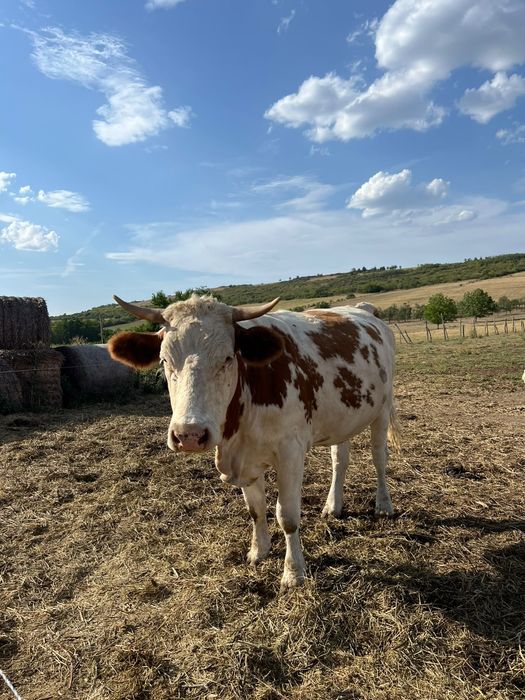 Jurincă de 2 ani jumate de vânzare