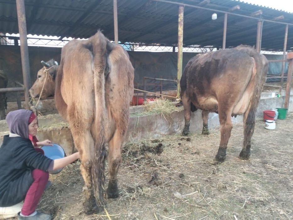 Корова чисто кровная