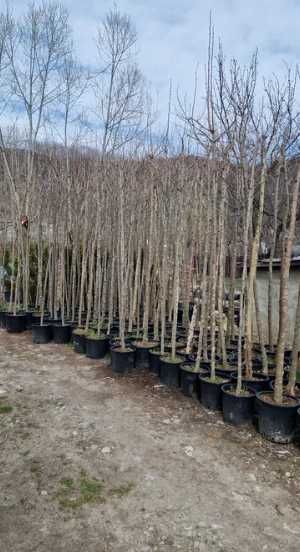 Plante Ornamentale de Pepinieră – Orice Comandă Include Montajul