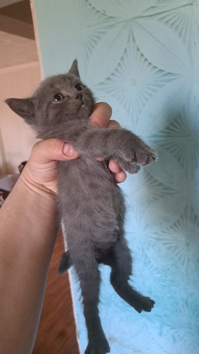 Британские котята