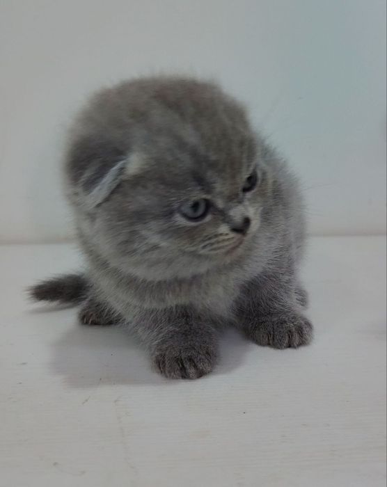 Продаются котята