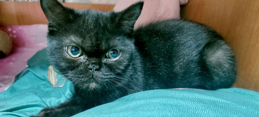 Воспитанные котята ищут дом