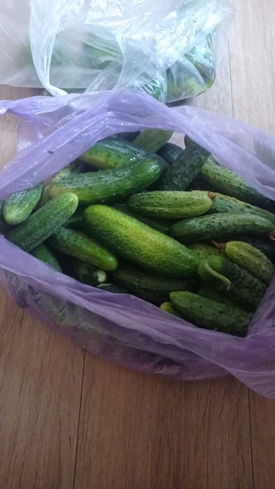 Продам яйца дом., помидоры и огурцы.