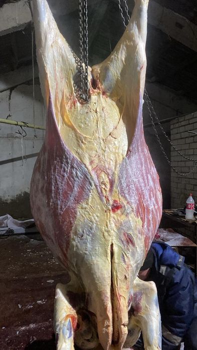 Жылқы еті, соғым, халал