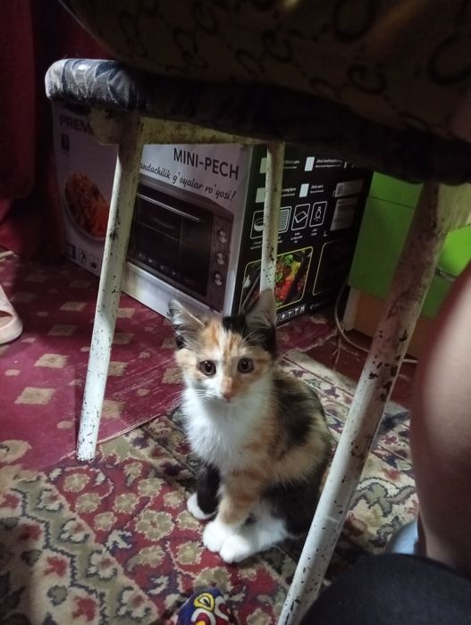 Красивые котятки трехцветные