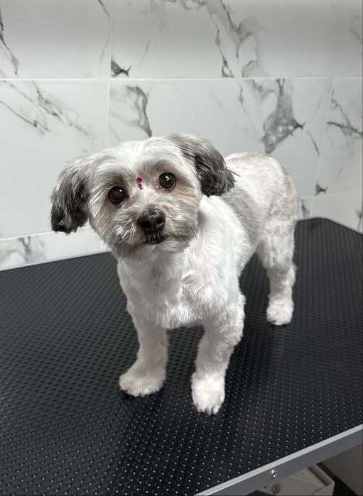 Salon Canin, Glamour Pet Salon