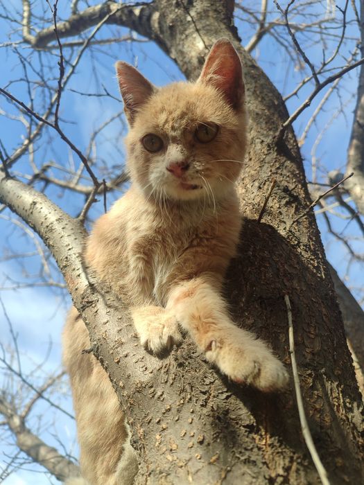 отдам котенка в добрые руки