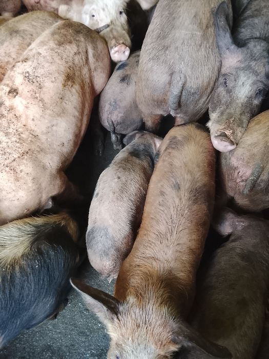 Se vinde pt cei interesati