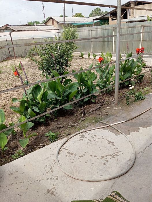 Uchaska zangi otadan