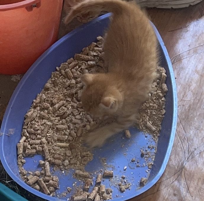 Продаются котята
