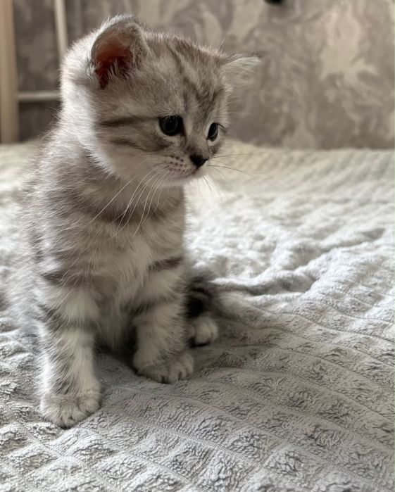 Котенок скотишь страйт остался последний