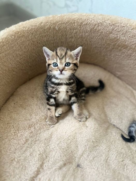 Skottish Strayt mushukchala