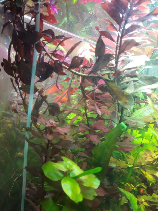 Аквариумные растения